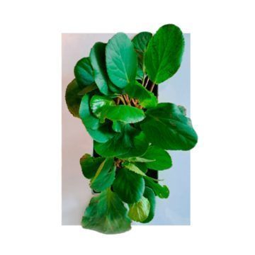 Bergenia