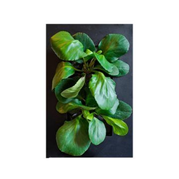 Bergenia