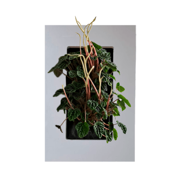 Peperomia