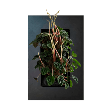 Peperomia