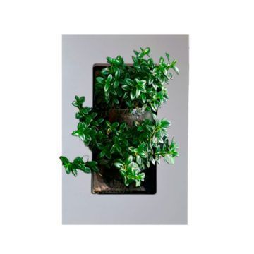 Pescadito
