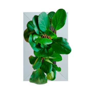 Bergenia