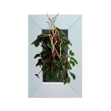 Peperomia