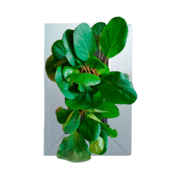 Bergenia