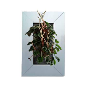 Peperomia