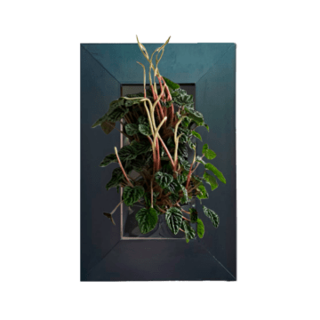 Peperomia