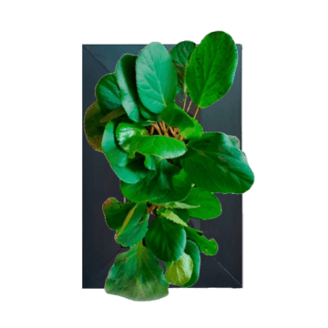 Bergenia